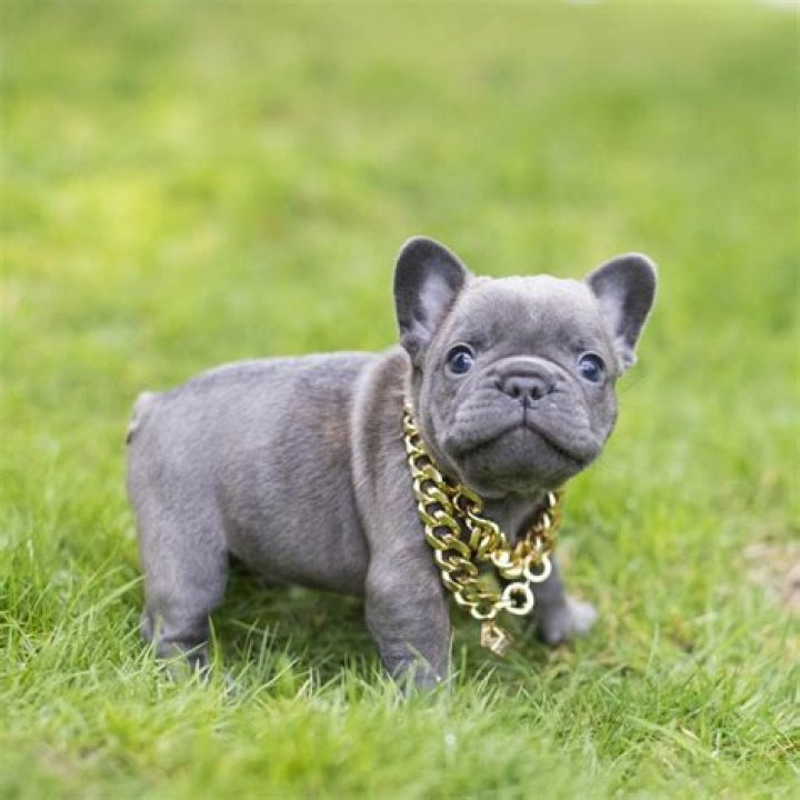Frenchie