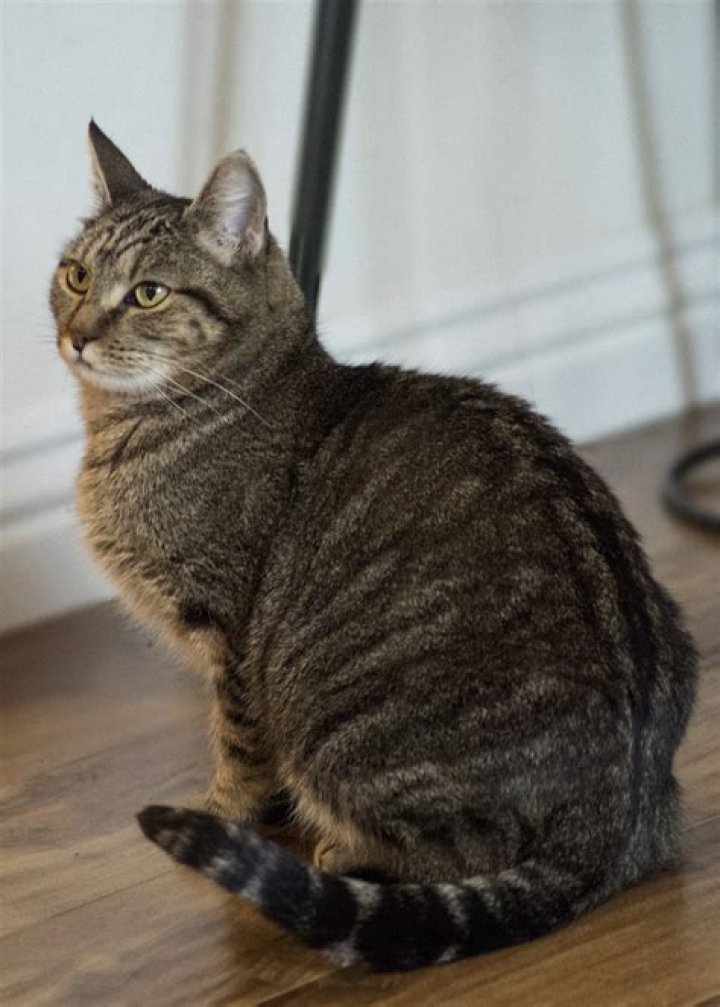 Tabby Brown Wikipedia And Age: Death And Cause